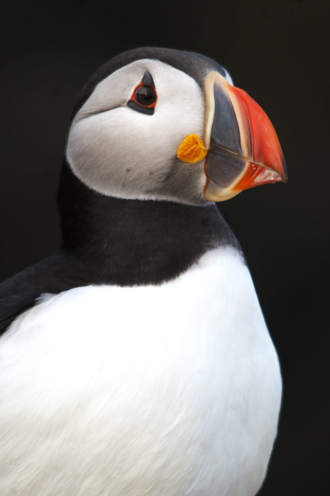 Atlantic Puffin around Inner Farne
