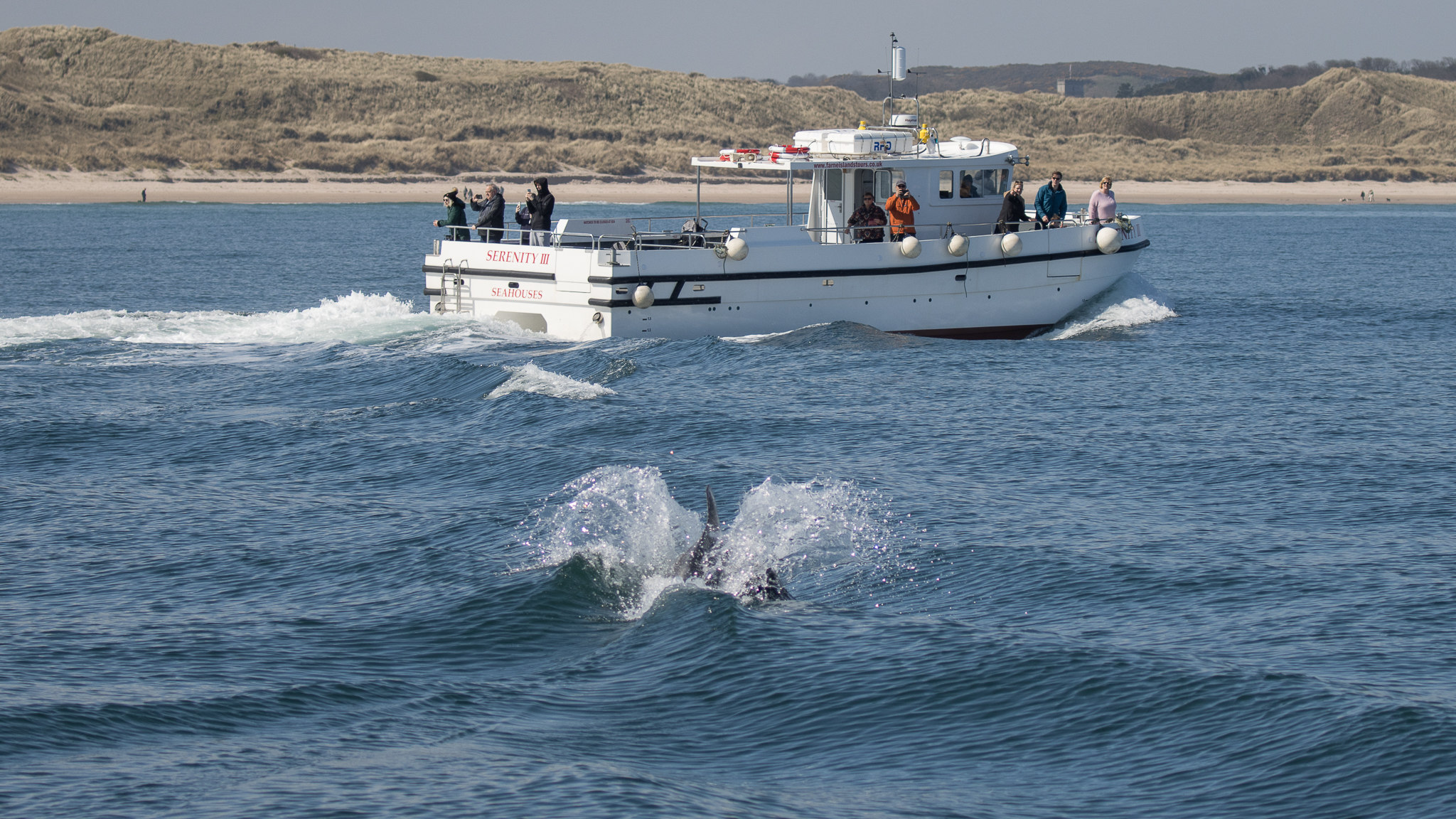 Season so far on the Farne Islands - Serenity Farne Islands Boat Tours and  Trips